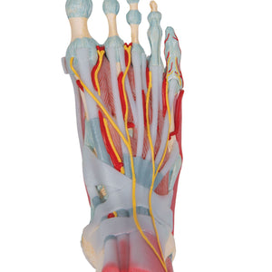 Modèle de squelette du pied avec ligaments et muscles - 3B Scientific