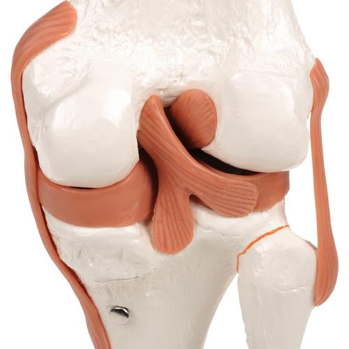 Articulation du genou - Modèle fonctionnel - Anatomie et pathologie